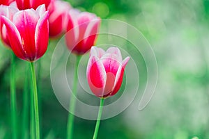 pink tulips on a blurred green background. tulips close-up in a spring blooming garden.Floral pink background