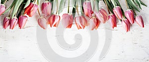 Pink tulips bouquet border on white wooden background from above. Top view of red flower bud frame. Spring seasonal holiday and