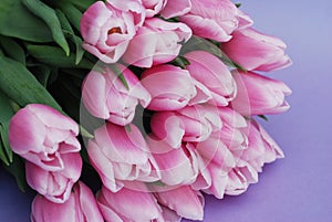 Pink Tulips bouquet, over Purple Background with copy space. Top view. flat Lay. Spring time.