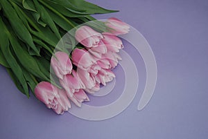 Pink Tulips bouquet, over Purple Background with copy space. Top view. flat Lay. Spring time.