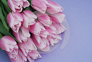 Pink Tulips bouquet, over Purple Background with copy space. Top view. flat Lay. Spring time.