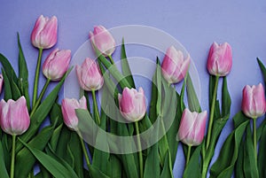 Pink Tulips bouquet, over Purple Background with copy space. Top view. flat Lay. Spring time.