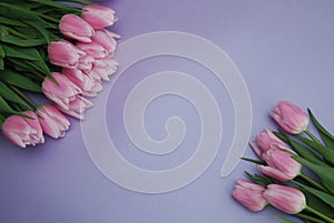 Pink Tulips bouquet, over Purple Background with copy space. Top view. flat Lay. Spring time.