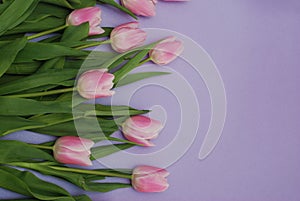 Pink Tulips bouquet, over Purple Background with copy space. Top view. flat Lay. Spring time.