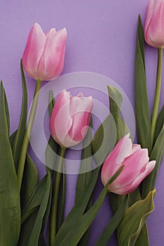 Pink Tulips bouquet, over Purple Background with copy space. Top view. flat Lay. Spring time.