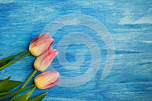 Three pink tulips on blue wooden background