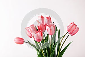 Pink tulips