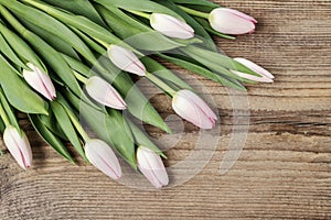 Pink tulips on brown wooden background