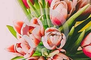 Pink tulips close-up. Light background.