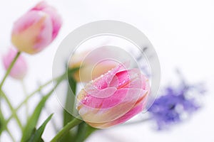 Pink tulips close up on a white background