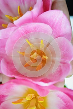 Pink tulips close-up. Yellow stamens and pestle, selective focus.