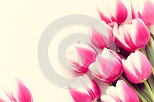 Pink tulips with copy space for a greeting card