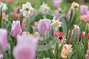 Pink tulips and daffodils field Spring background Netherlands photo