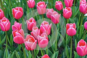 Pink tulips Debutante flowers with green leaves blooming in a meadow, park, flowerbed outdoor