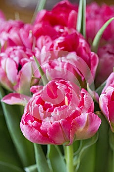 Pink tulips in detail
