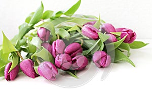 Pink tulips with drops.