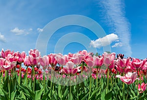 pink tulips field on blue sky background .