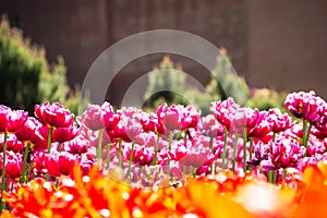 Pink tulips field. Flower background.