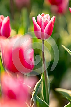 Pink tulips field with the sunlight. Famous beautiful flower bloom in spring day.