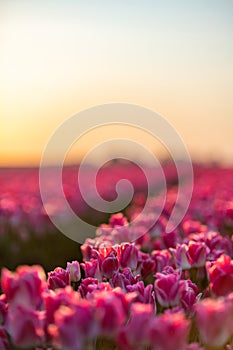 Pink tulips field with the sunlight. Famous beautiful flower bloom in spring day.