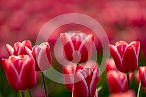 Pink tulips field with the sunlight. Famous beautiful flower bloom in spring day.