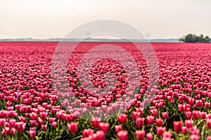 Pink tulips field with the sunlight. Famous beautiful flower bloom in spring day.