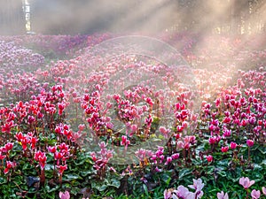 Pink tulips field with sunlight flare in morning fog with cold weather in winter