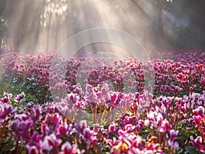 Pink tulips field with sunlight flare in morning fog with cold weather in winter