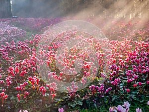 Pink tulips field with sunlight flare in morning fog with cold weather in winter