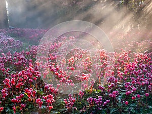 Pink tulips field with sunlight flare in morning fog with cold weather in winter