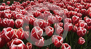 Pink tulips in the field Zeewolde