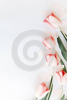 Pink tulips flat lay on white background with space for text. Spring flowers, stylish tender image. Hello spring. Greeting card