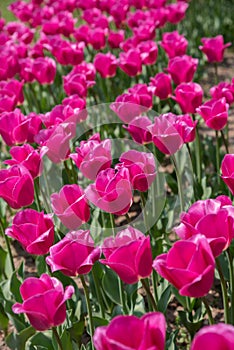 Pink Tulips Flower