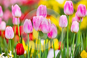 Pink tulips flower, beautifuly flower in garden plant photo