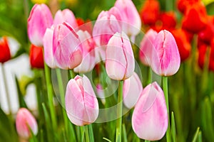 Pink tulips flower, beautifuly flower in garden plant photo