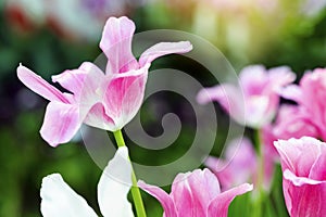 Pink tulips flower blooming blossom with sunshine morning in the botanic garden