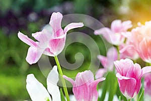 Pink tulips flower blooming blossom with sunshine morning in the botanic garden