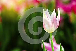 Pink tulips flower blooming blossom with sunshine morning in the botanic garden