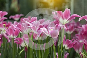 Pink tulips flower blooming blossom with sunshine morning in the botanic garden