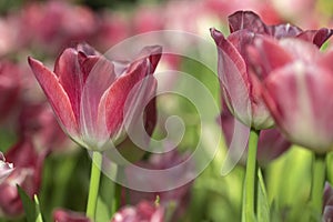 Pink tulips flower blooming blossom with sunshine morning in the botanic garden