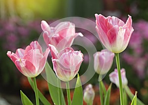 Pink tulips flower blooming blossom with sunshine morning in the botanic garden