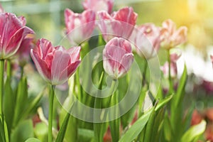 Pink tulips flower blooming blossom with sunshine morning in the botanic garden