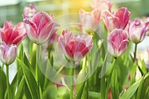 Pink tulips flower blooming blossom with sunshine morning in the botanic garden