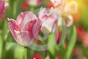 Pink tulips flower blooming blossom with sunshine morning in the botanic garden