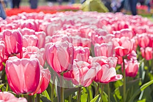 Pink tulips flower blooming with sunshine morning