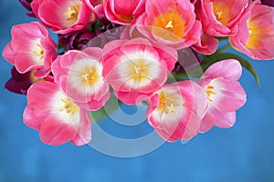 Pink tulips flower on blue background. A greetings card