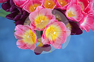 Pink tulips flower on blue background. A greetings card