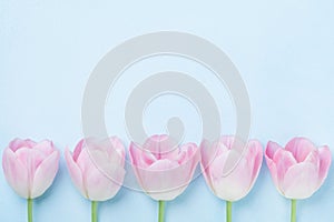 Pink tulips flower on blue background top view. Fashion pastel colors. Flat lay style. Spring woman day card.