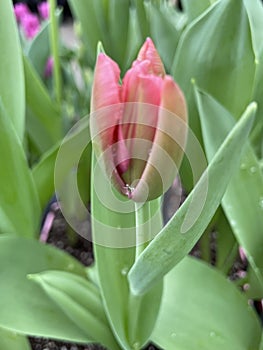pink tulips flower bud and leaves in the background