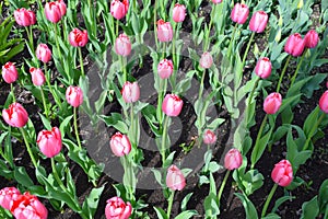 Pink tulips in the flower garden.